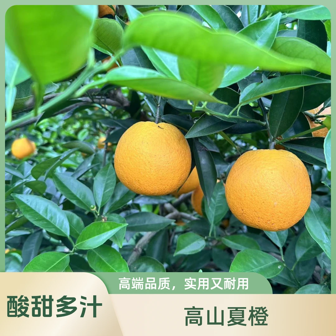广西桂林高山夏橙现摘酸甜多汁味美饱满细腻果香