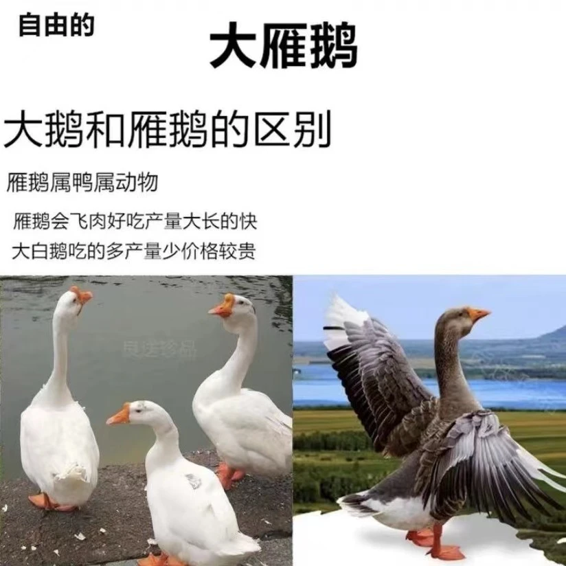 【2只装】大雁鹅拍一只送一只杀完后净重共大概7-8斤左右