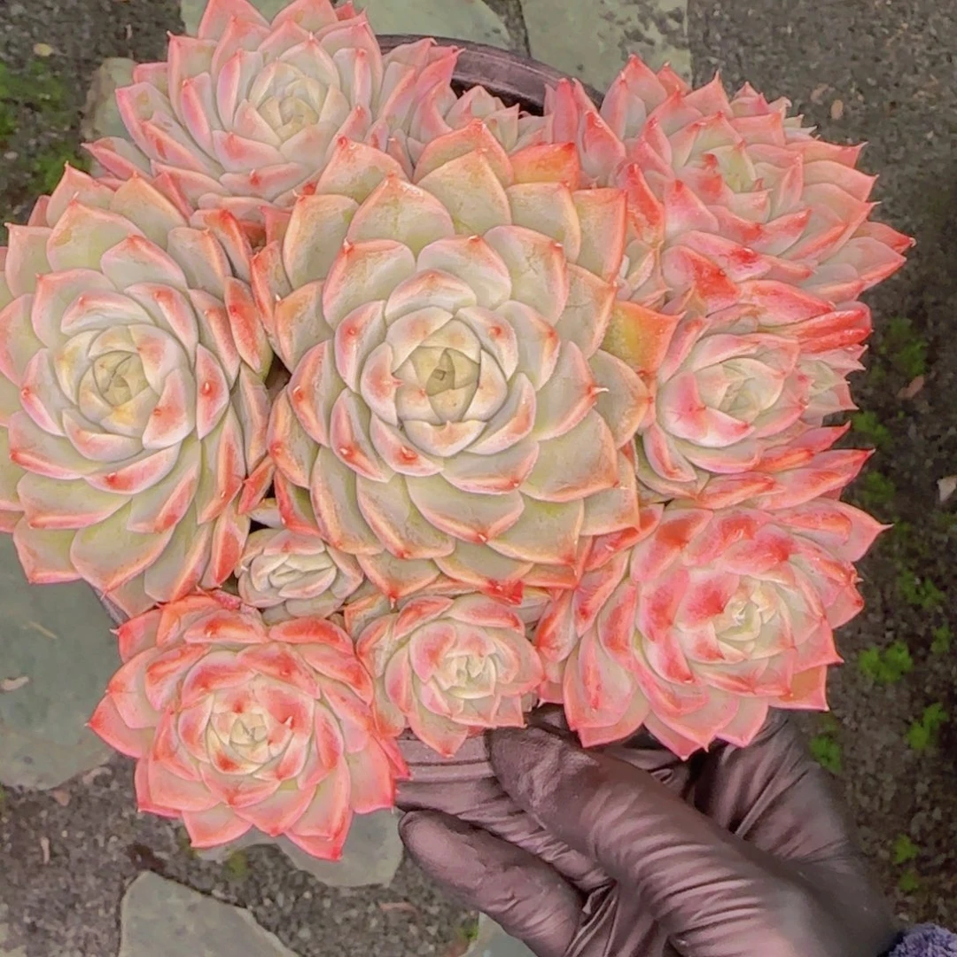 香槟玫瑰 一物一拍的精品多肉