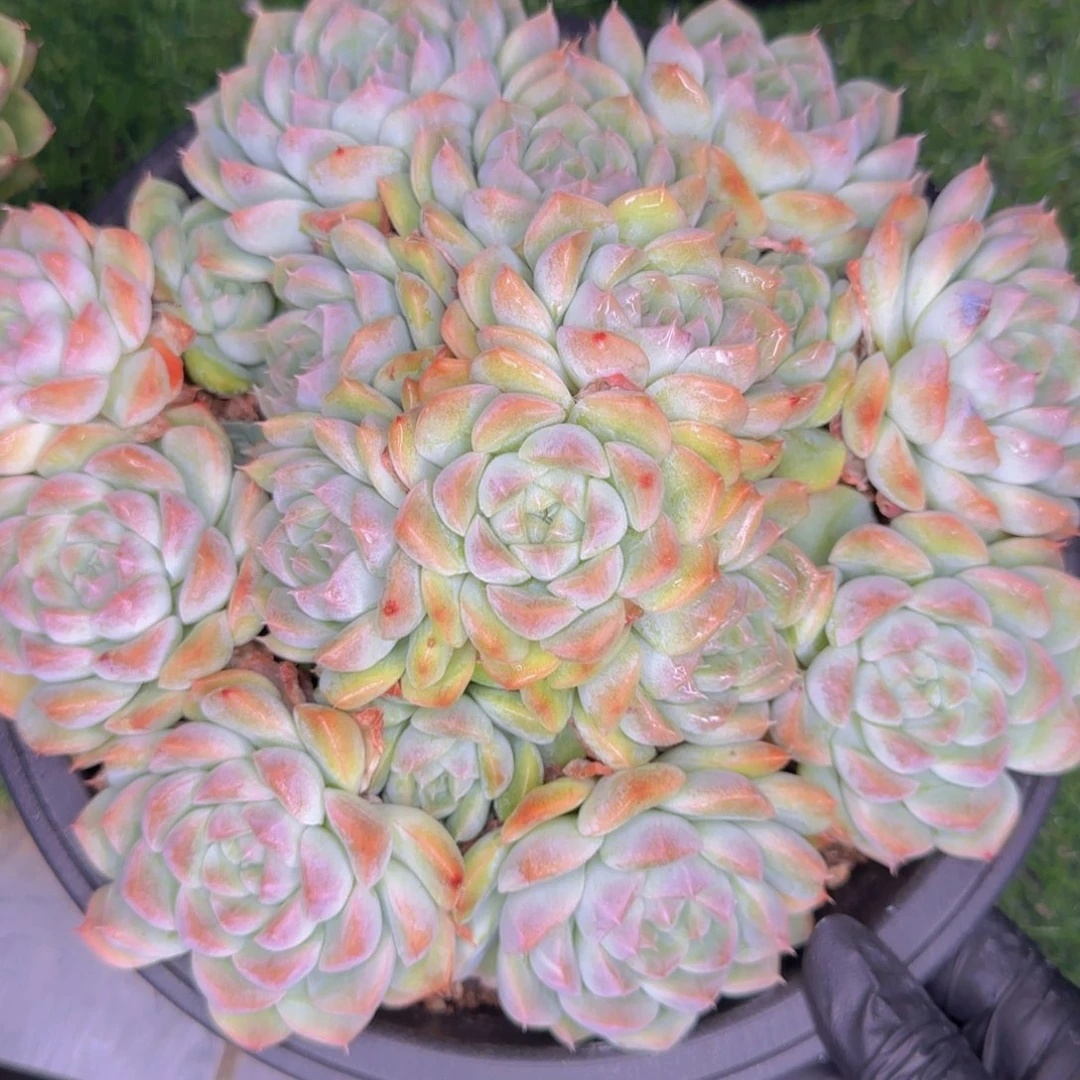 樱粉晶 一物一拍的多肉哟