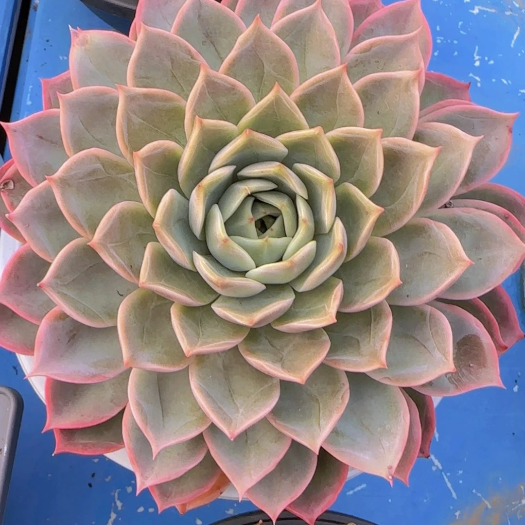 露*水华容道 带盆土发货