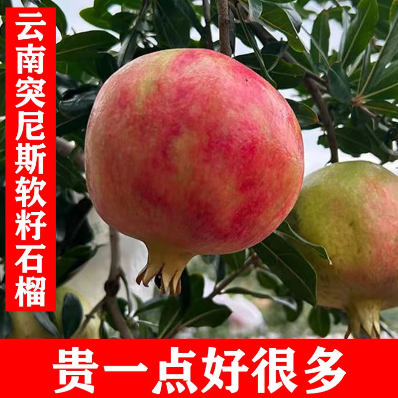 （挑果）云南大理突尼斯软籽石榴 孕妇新鲜水果5/9斤整箱软籽石榴