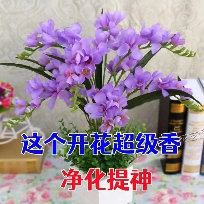 晚香玉种球重瓣大花球根夜来香浓香型多年生切花庭院阳台盆栽花卉