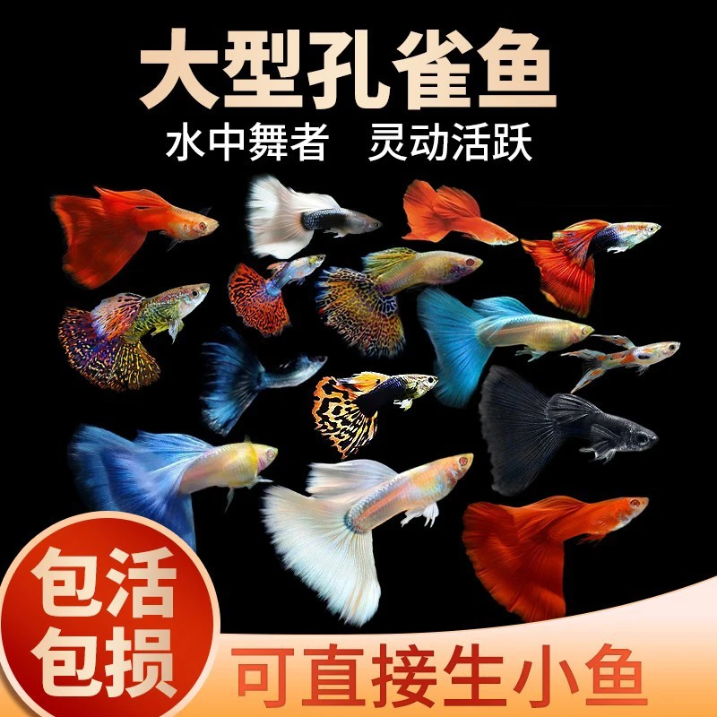 【孔雀鱼】 六个品种混搭 小型热带观赏鱼 尺寸2-3厘米   新手好养