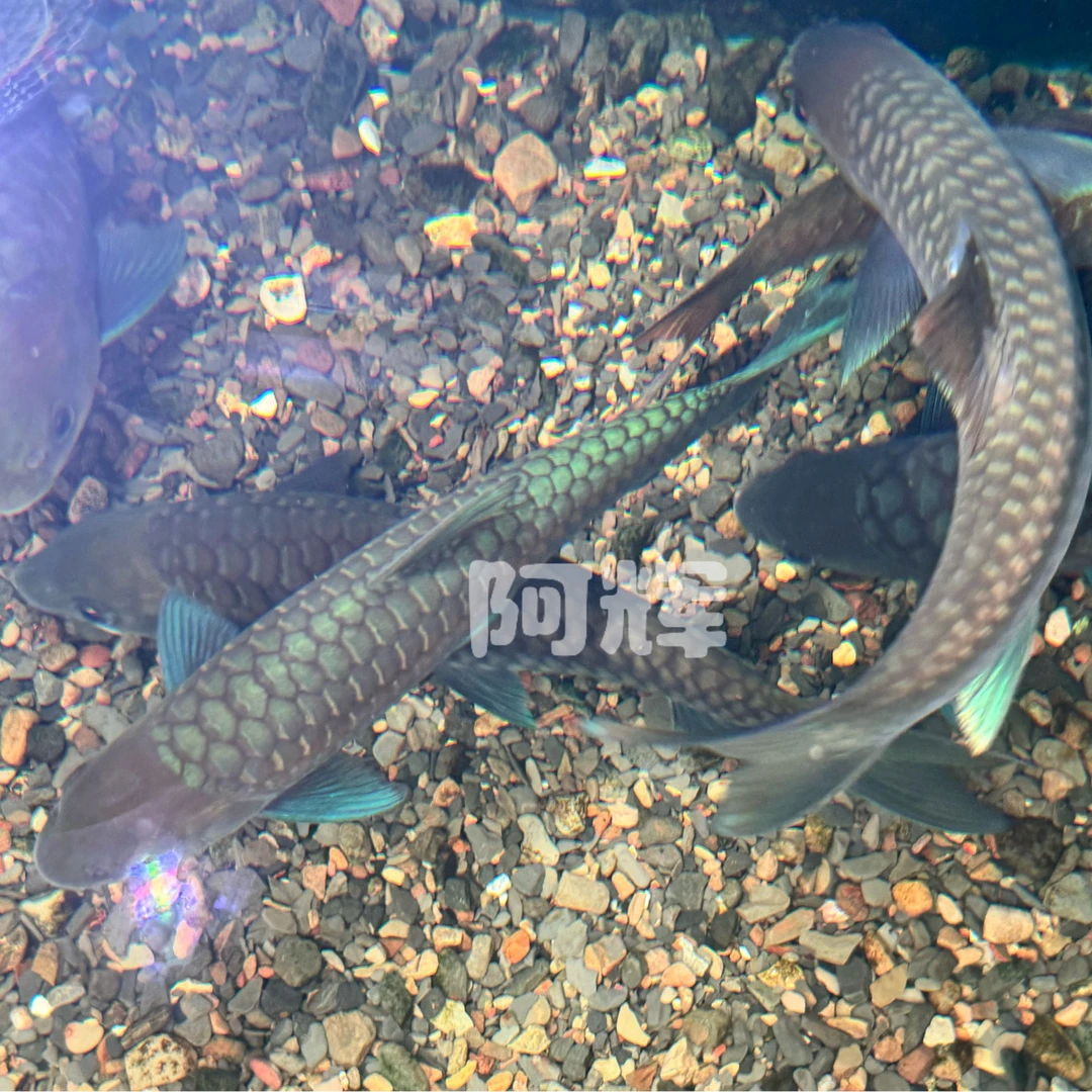 清水河保山/中国结鱼/正宗大坝异口活体鱼包邮包活