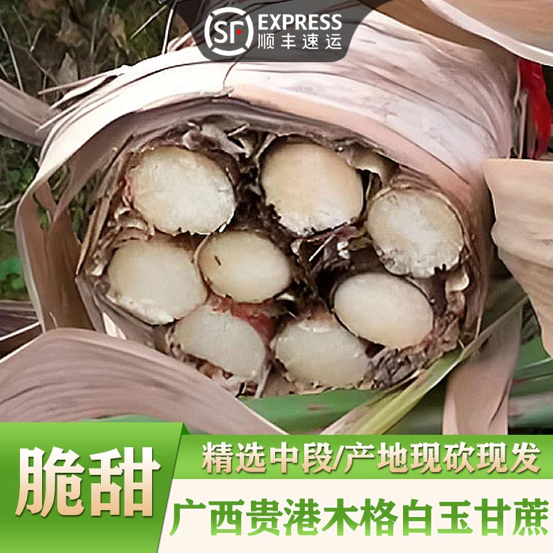 【半捆整捆】广西木格白玉甘蔗农家自种食用水果甘蔗源产地现砍现发