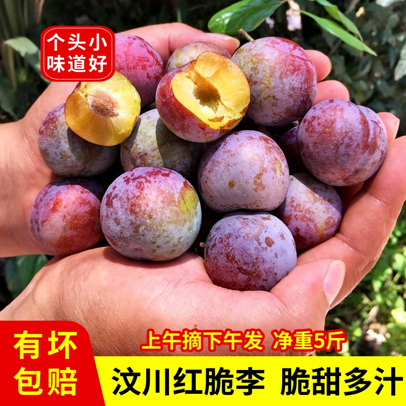 汶川红脆李脱骨李子高山脆红李当季新鲜水果脆甜多汁产地现摘5斤
