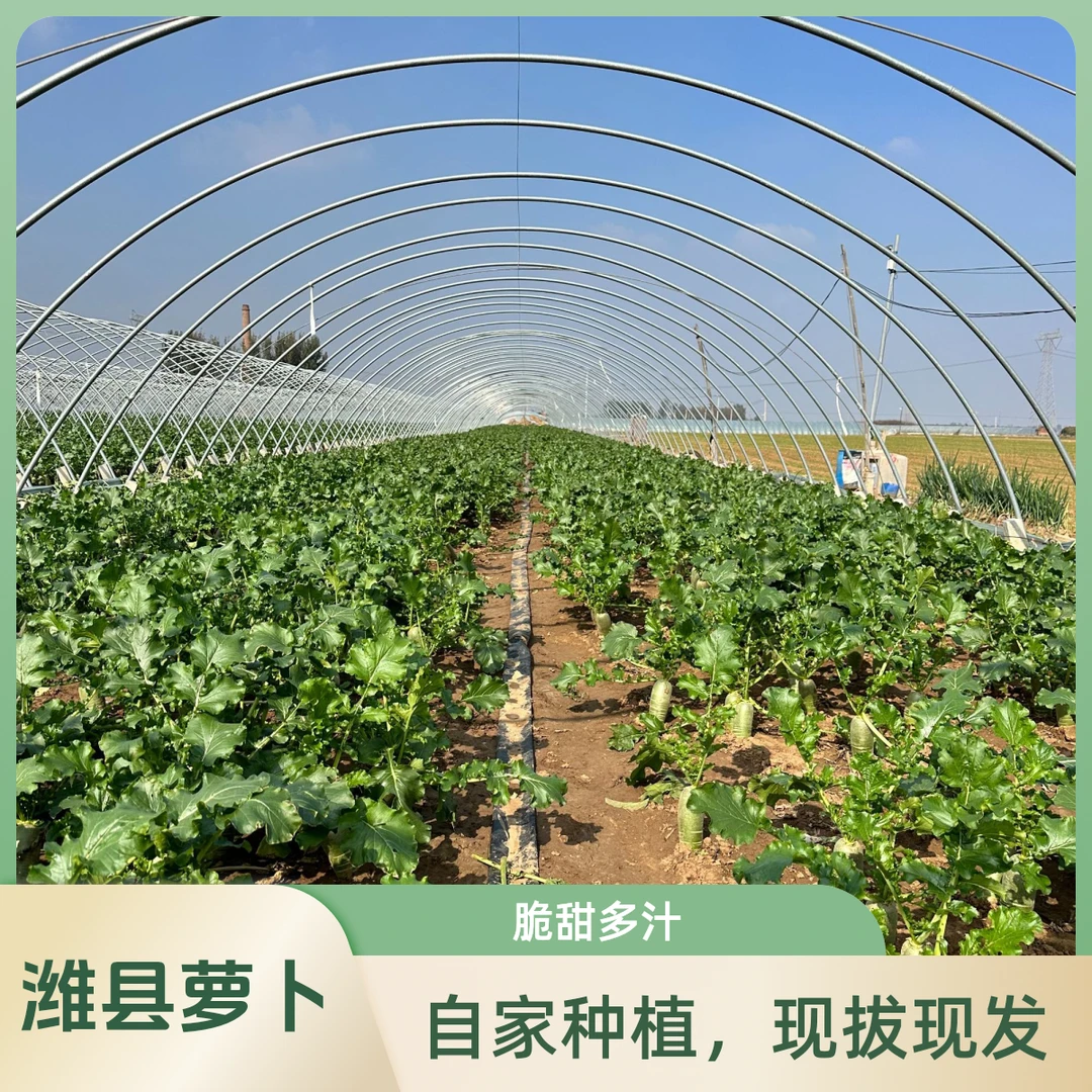 潍县水果萝卜3斤装，脆甜多汁，原产地现拔现发