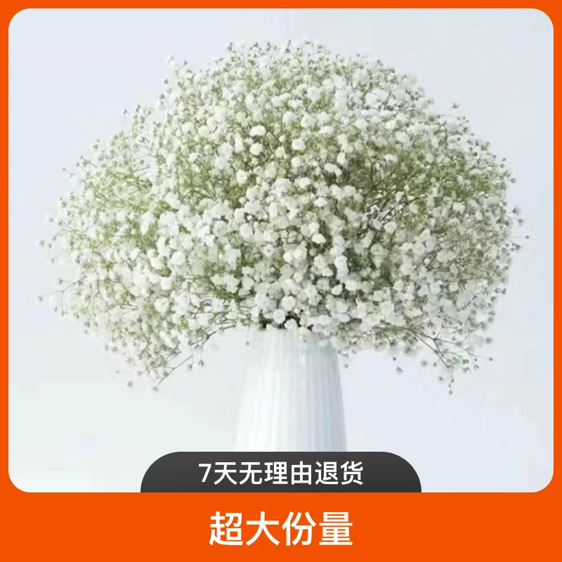满天星白色超大份量300-500克【两单顺丰包邮】
