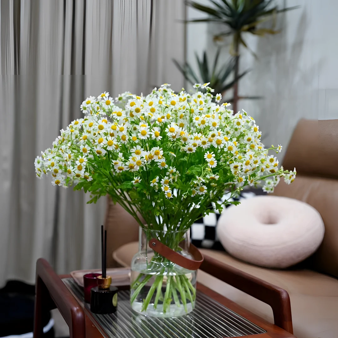 洋甘菊清新小菊【两单顺丰包邮】