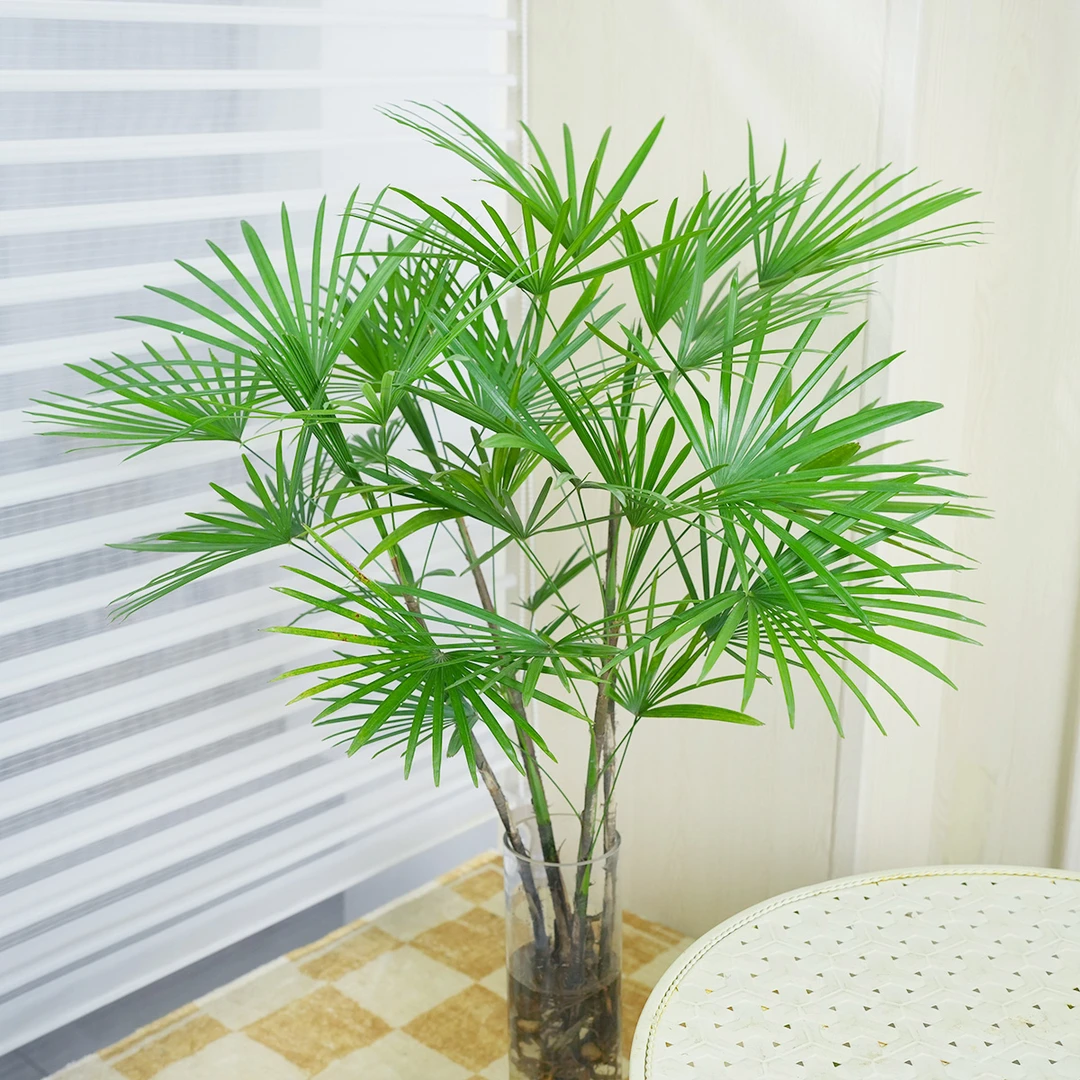 水培金山棕竹室内桌面绿植花四季常青【买四枝送二枝，到手六枝】