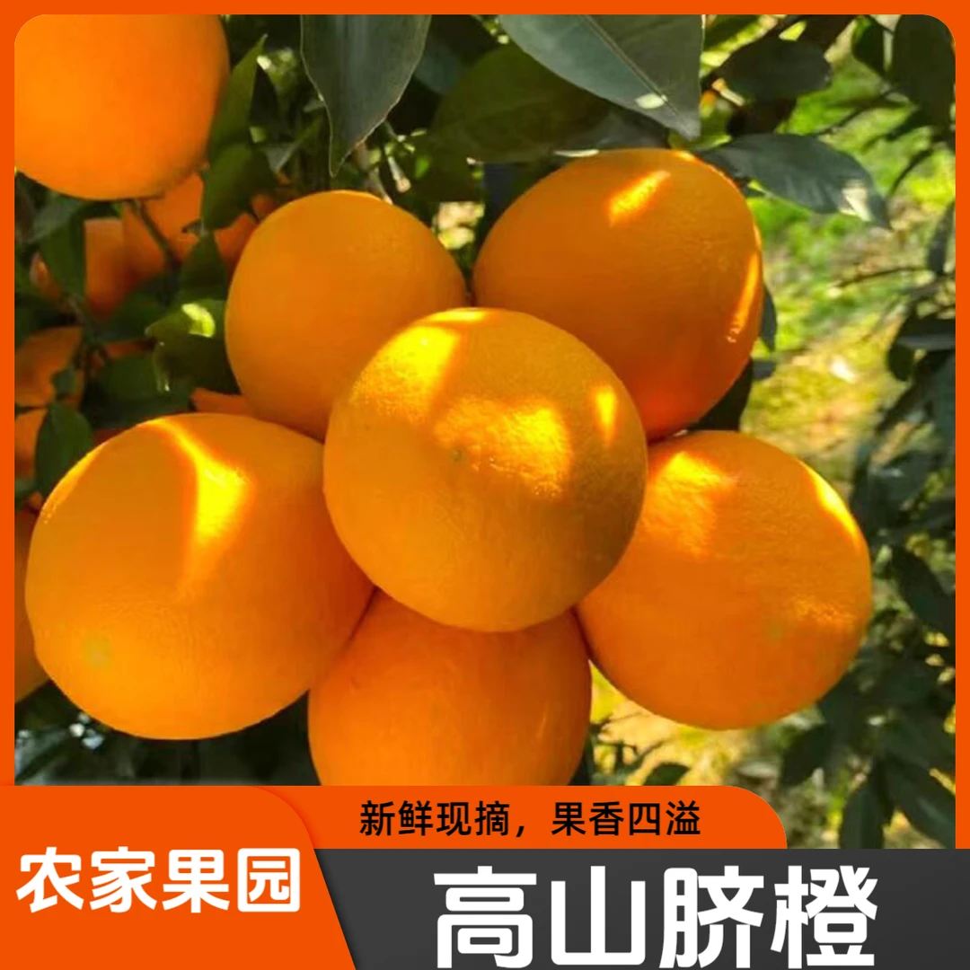 正宗新鲜脐橙高山鲜橙多汁大果脐橙农家果园现摘现摘现发当季水果