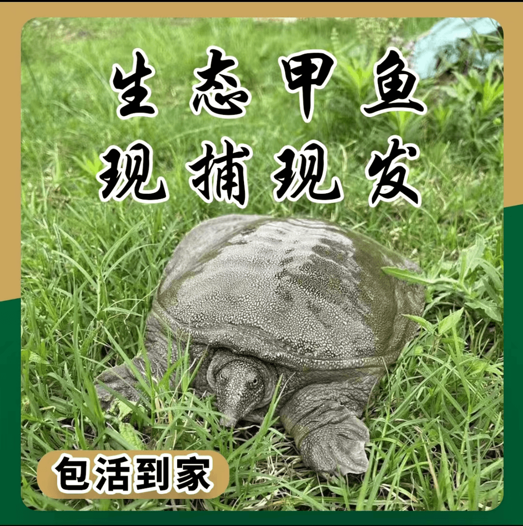 3只共3.5-4斤【鲜活生态甲鱼】（黑青背）（包活到家）
