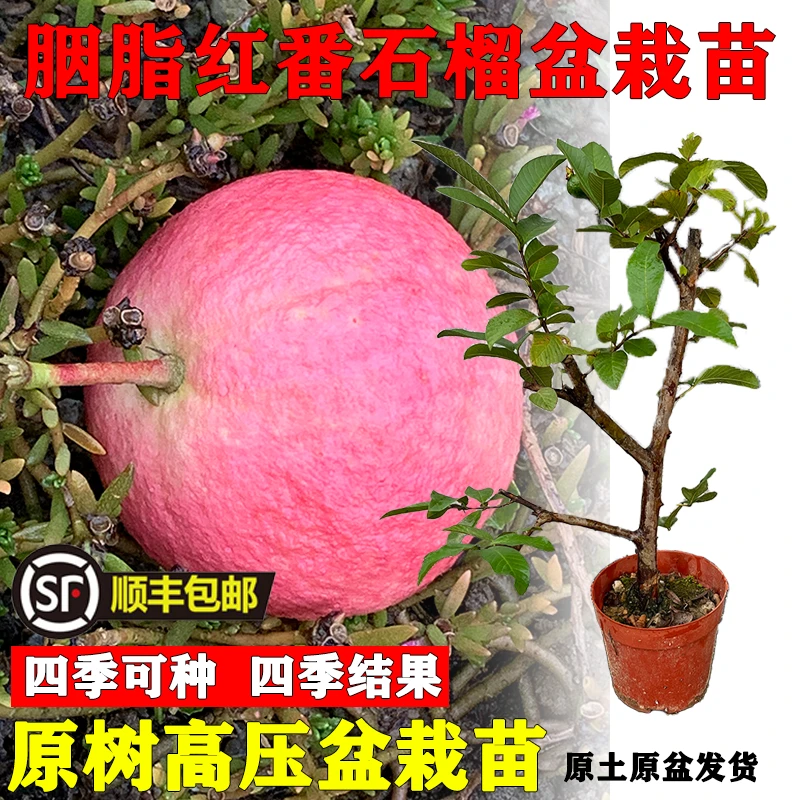 广州增城正宗胭脂红番石榴盆栽果树苗带盆带土四季结果原盆发货