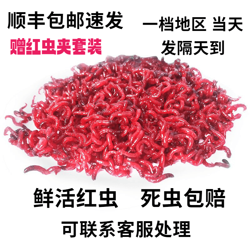 顺丰快递鲜活红虫活饵特大号公虫活体活饵喂鱼拉饵鲫鱼饵料钓鱼饵
