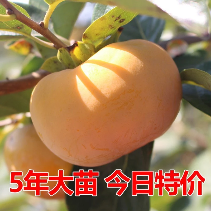 嫁接柿子苗无核巧克力脆甜柿子树苗南方北方种植地栽果树当年结果