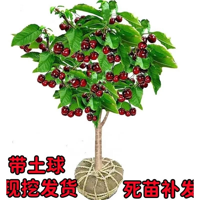 车厘子树苗樱桃树苖南方北方种植盆栽庭院果树矮化樱桃树大樱桃苗