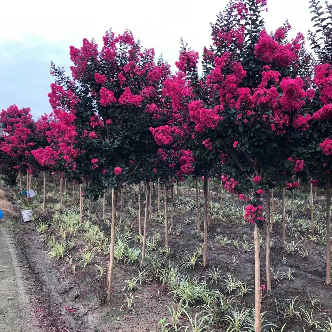 独杆天鹅绒红花紫薇树苗庭院绿化花卉别墅景观美化环境净化空气