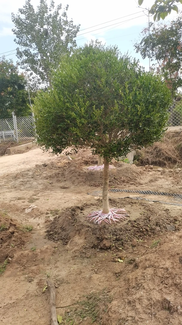 高杆黄杨树适合庭院房前屋后种植