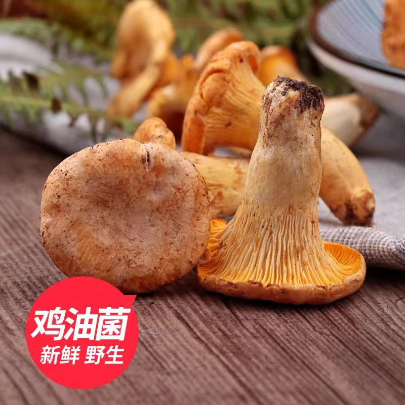 2024年云南楚雄本地菌新鲜野生菌鸡油菌