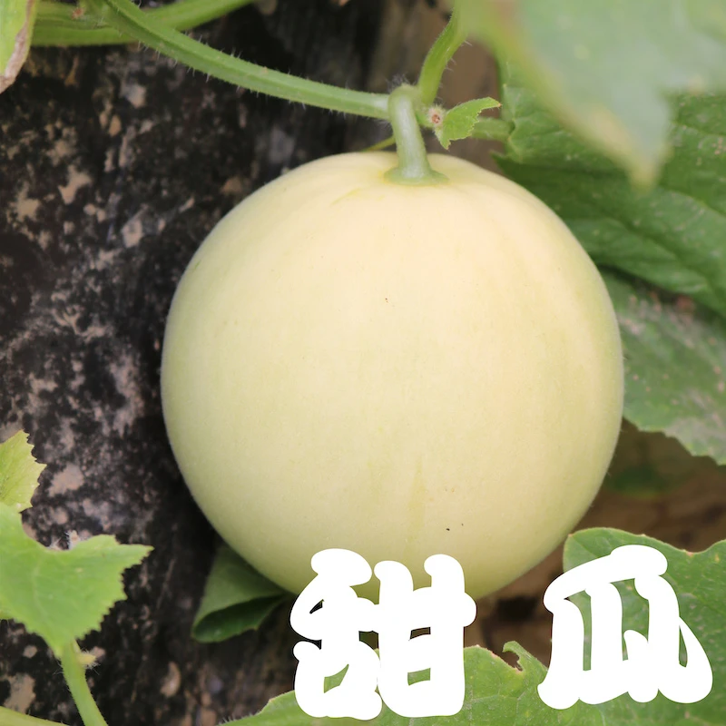 头茬现摘陕西阎良甜瓜当季香瓜整箱批发4.5斤蜜瓜