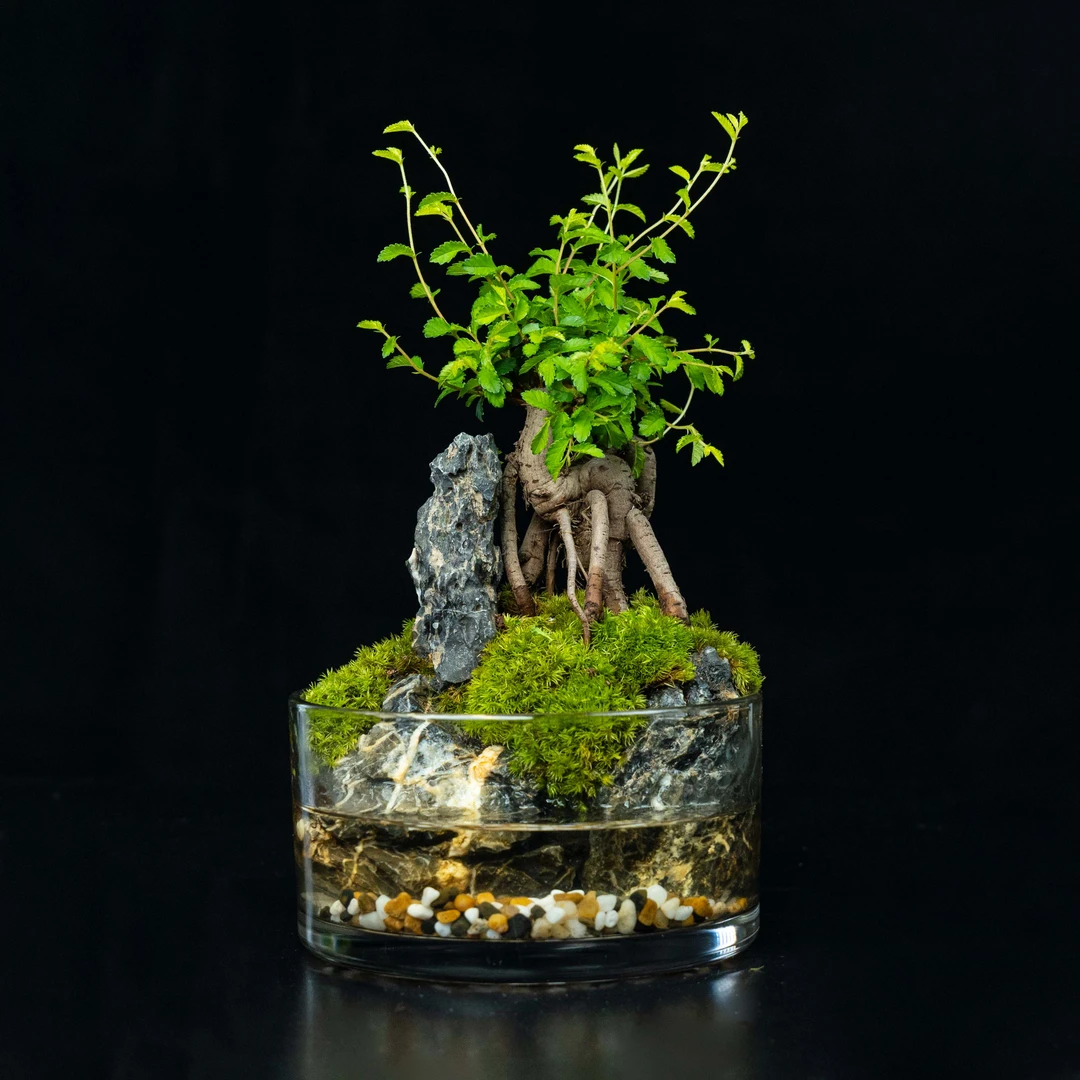 【桃夭】圆缸榆树—青龙石成品桌面微景观尺寸15*8cm