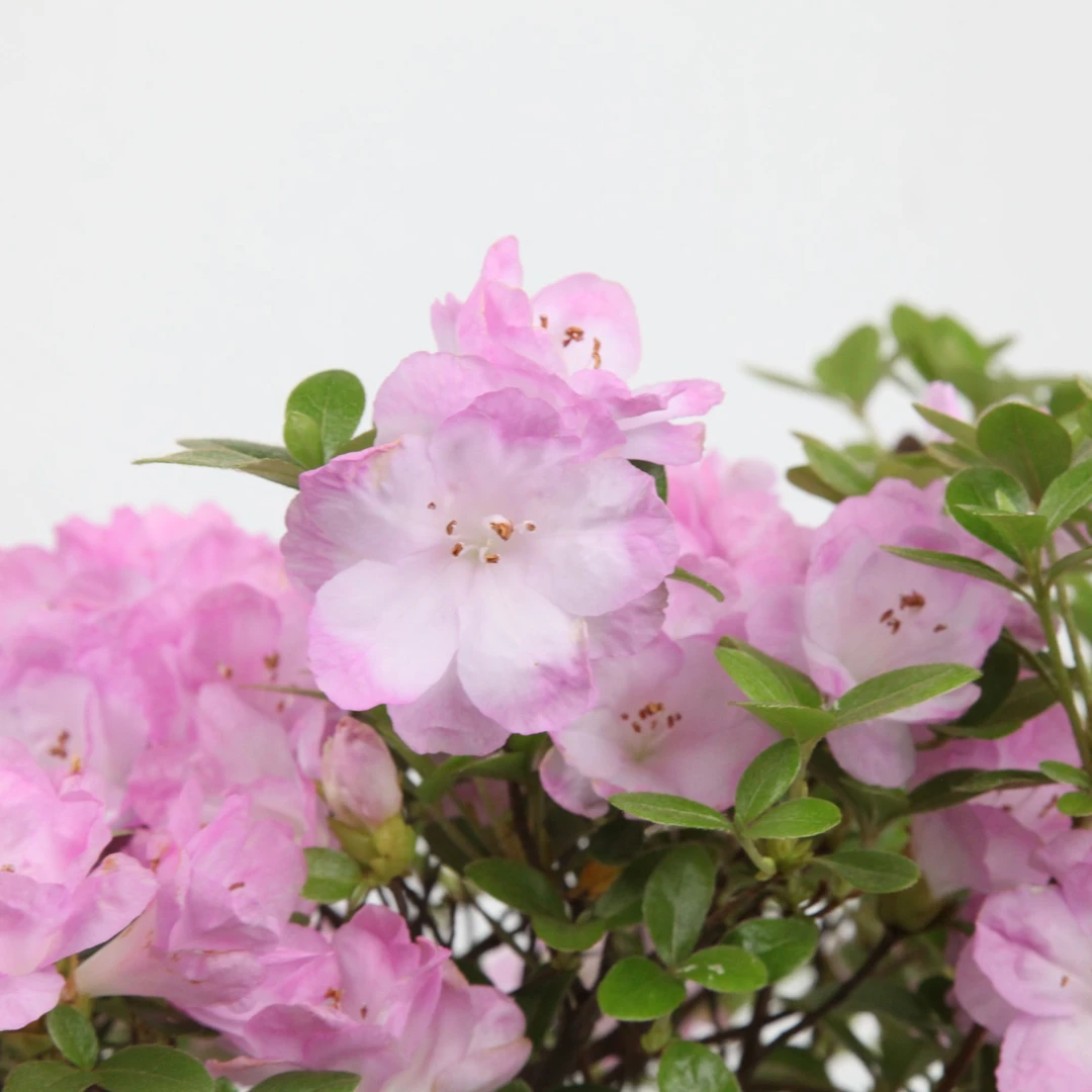 裕华杜鹃 【套瓣芍药】杜鹃花  3-1