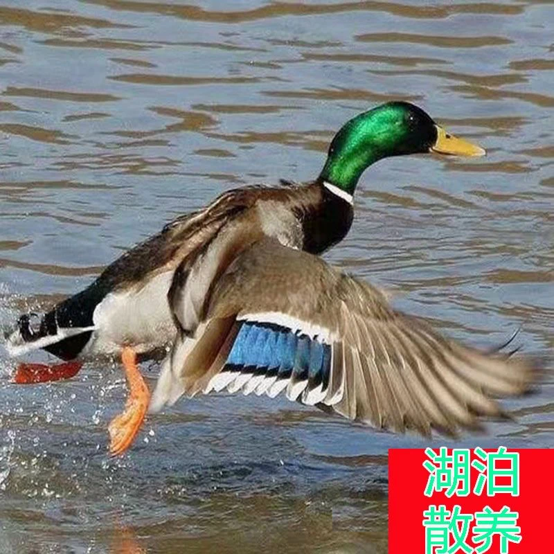 农村纯粮粮散养公麻鸭 顺丰包邮