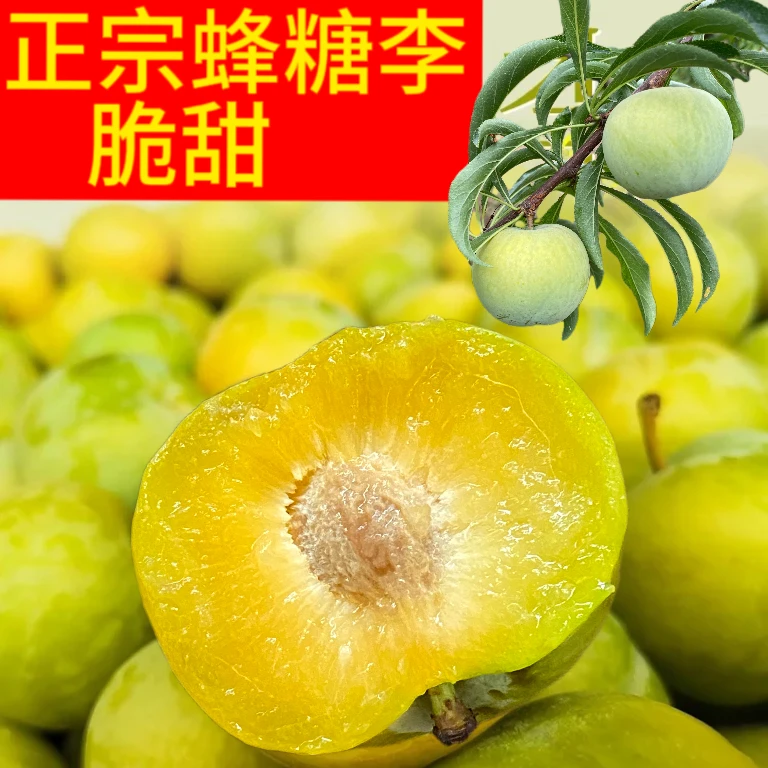 【京东快递】正宗蜂糖李甜脆李自家果园现摘现发口感细腻脱骨香甜