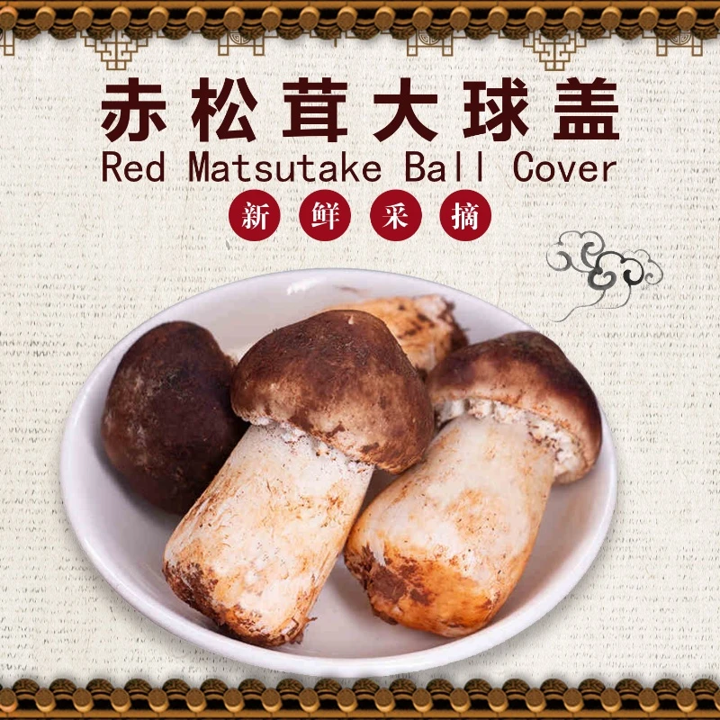 汇宜通江安夕佳山赤松茸现摘现发新鲜赤松茸