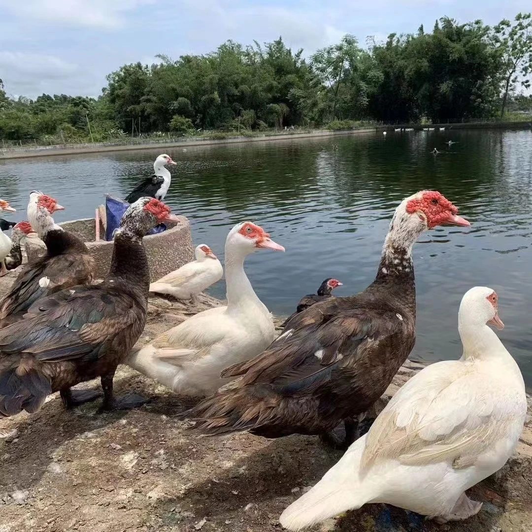 直播间选购苏北农村土番鸭老鸭（宰好）5-9斤