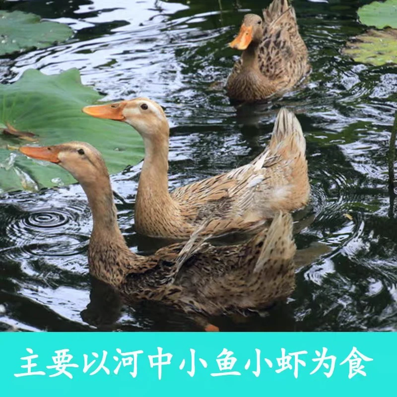 苏北农村散养土鸭麻鸭直播间现杀1-5年3-4斤