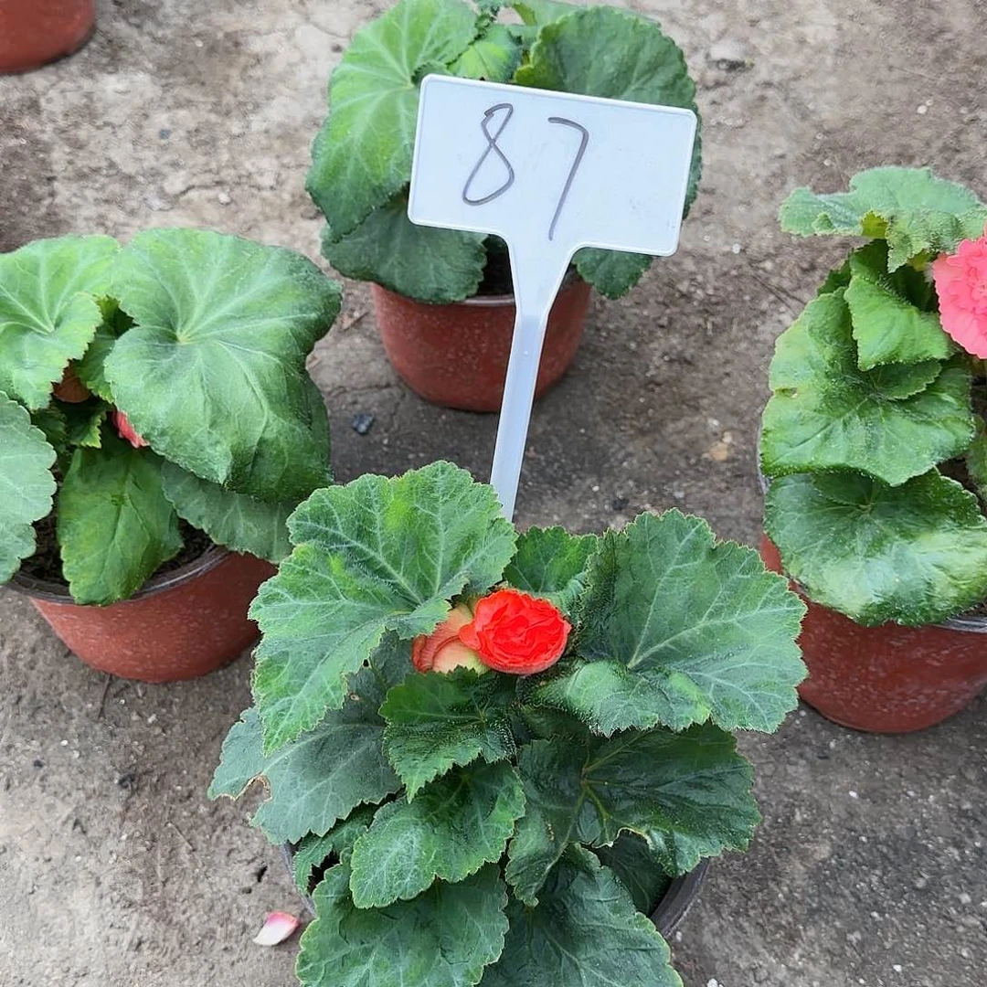 夫妻海棠 贵妃系列87