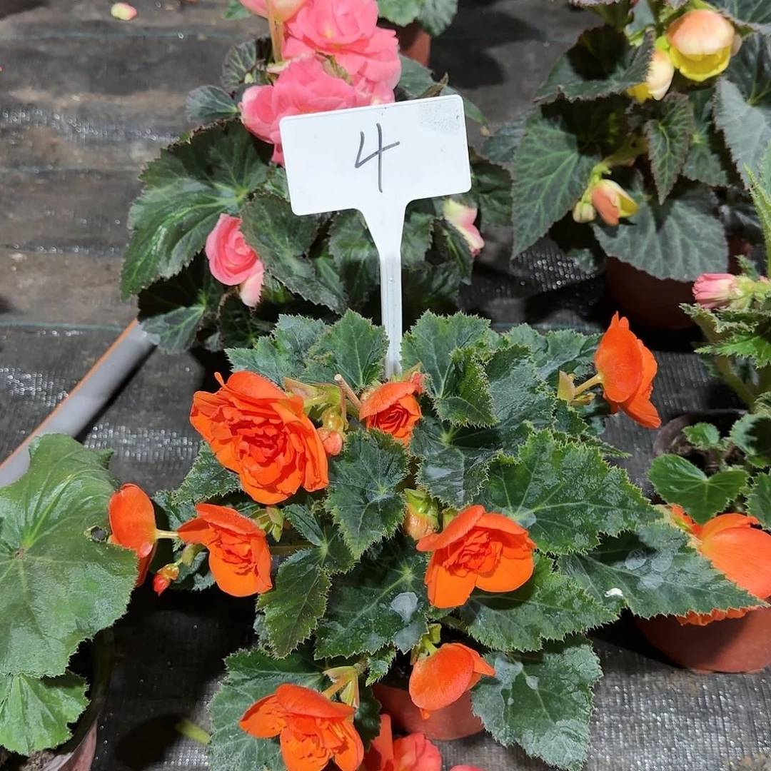 夫妻海棠 无极系列4