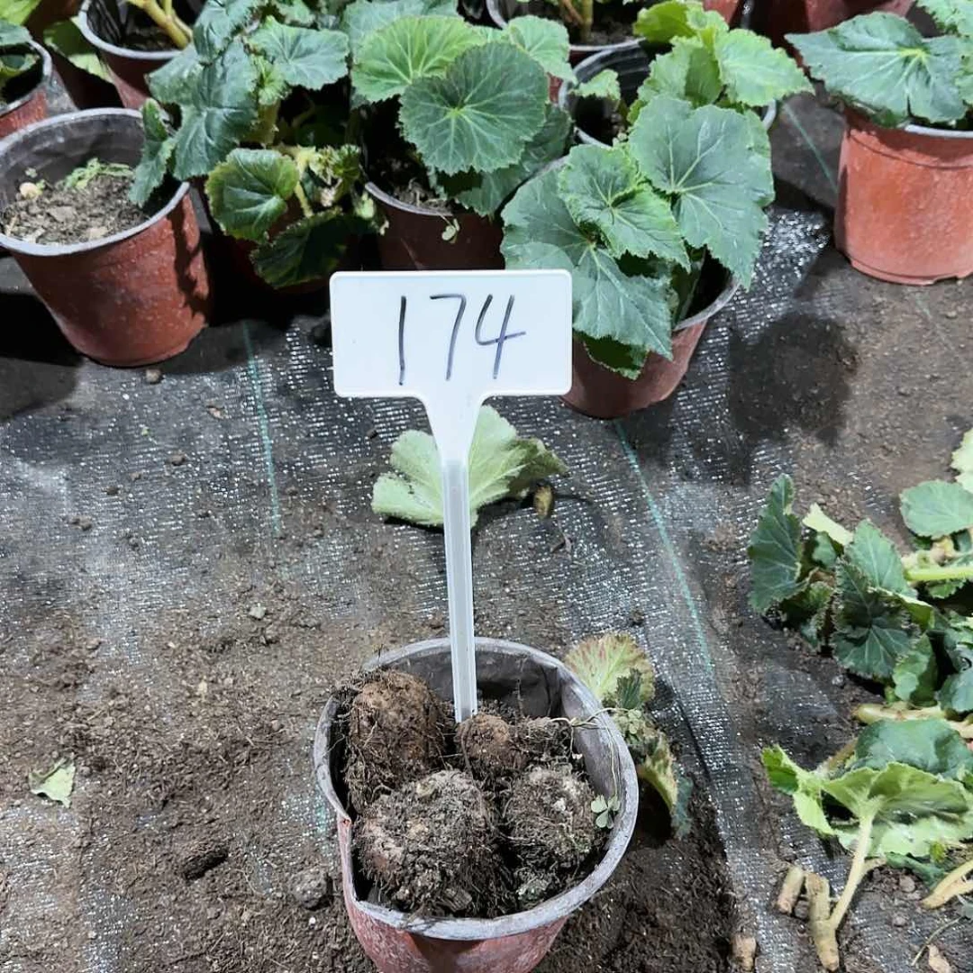 夫妻海棠种球系列174