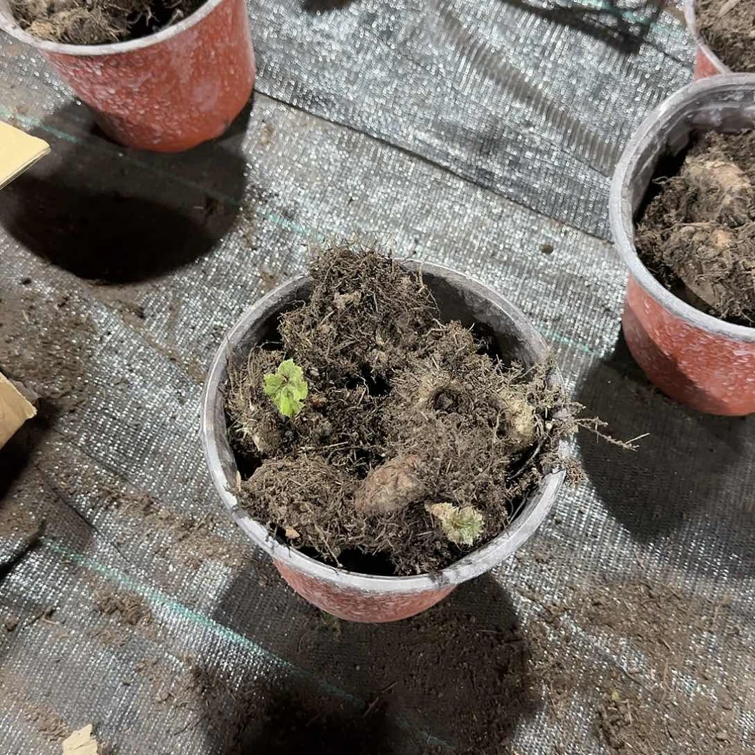 夫妻海棠 种球系列五个混色