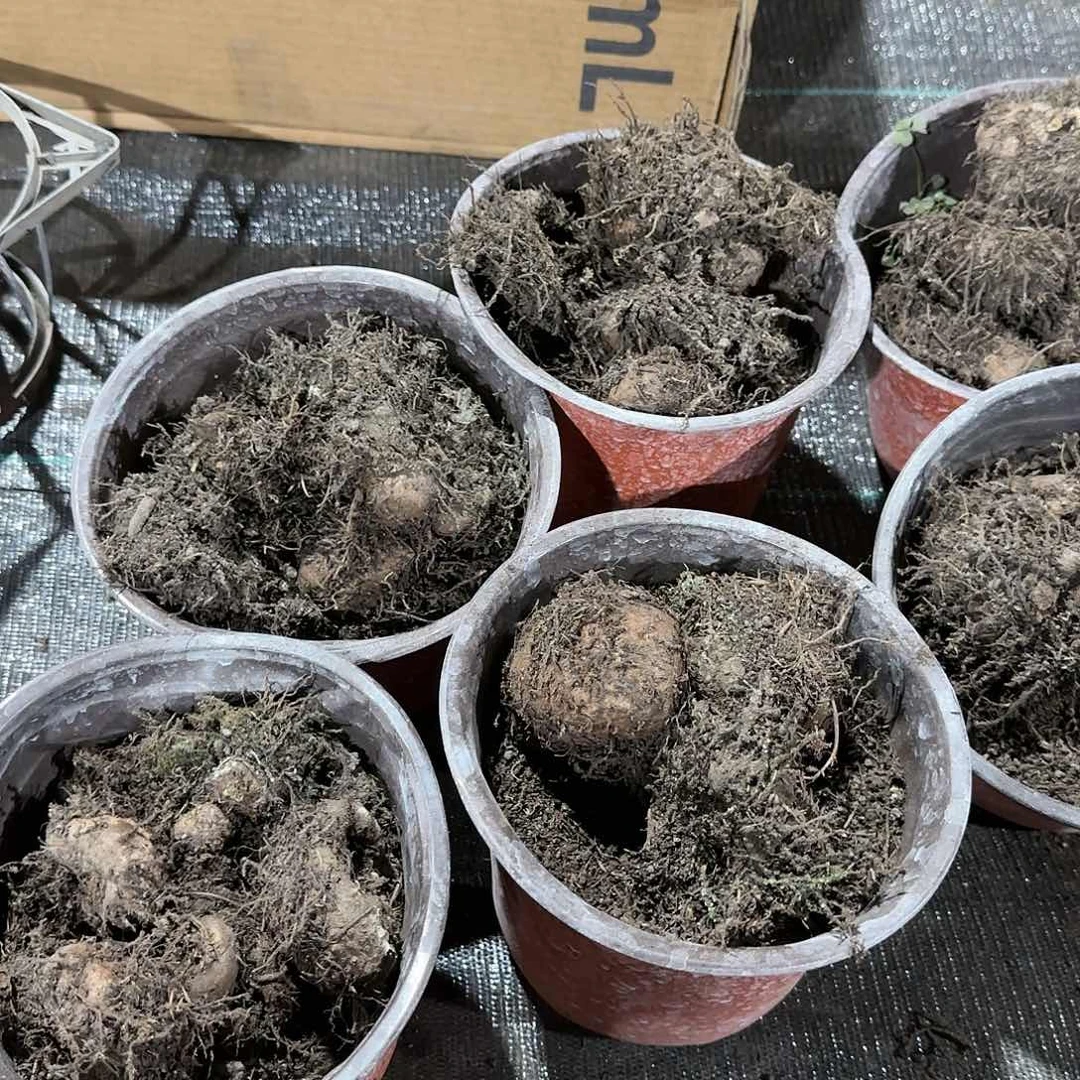 夫妻海棠 种球系列5个混色