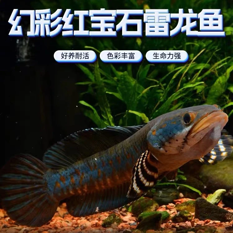 新手必选幻彩红宝石雷龙 幻彩蓝宝石红坦克中型雷龙幻红皮实抗造