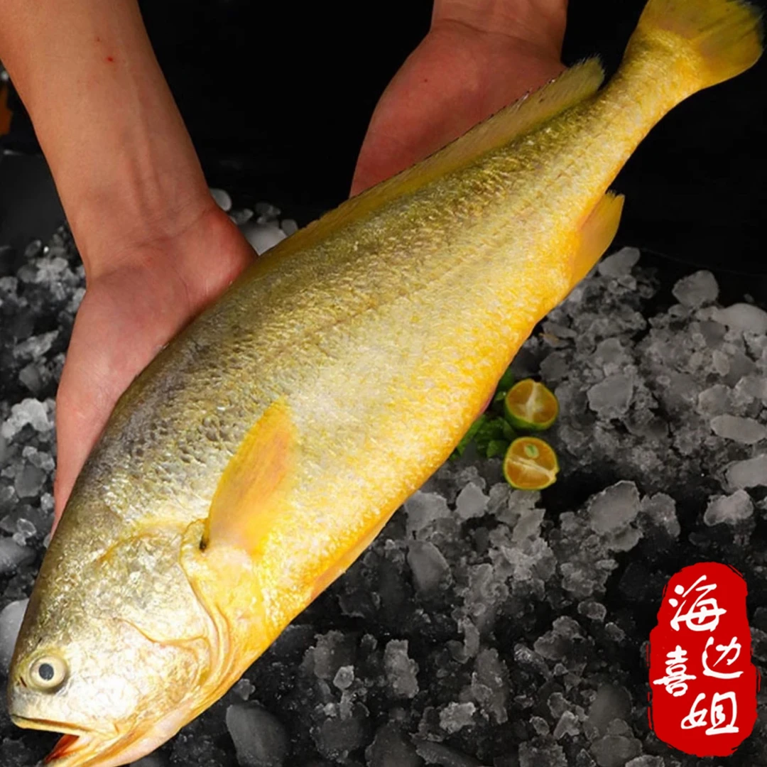 连云港发货 鲜活速冻大黄鱼4条  每条一斤左右