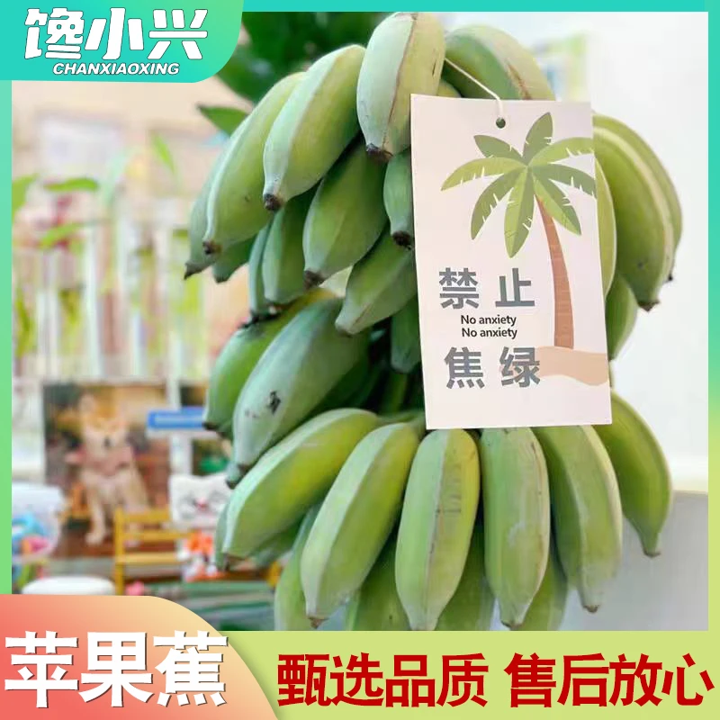 拒绝焦绿水培苹果蕉可食香甜软糯办公室必备应季gj