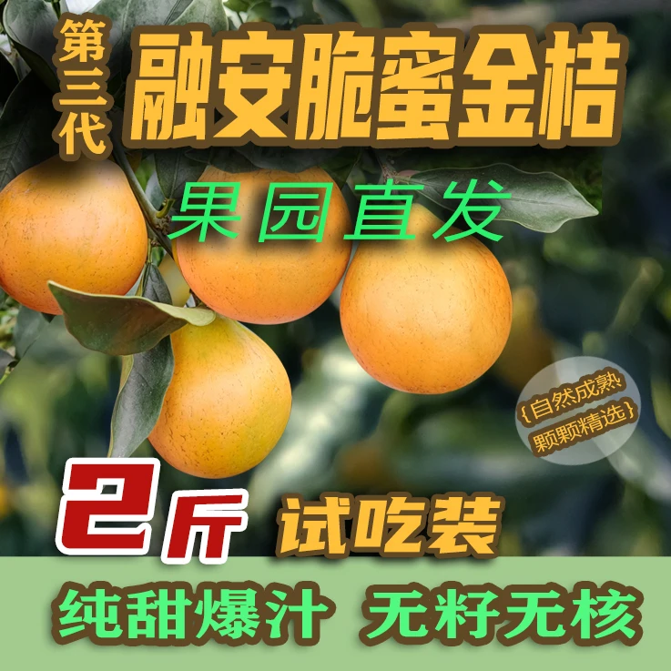 融安脆蜜金桔买2斤送半斤试吃装皮薄肉厚多汁新鲜现摘果园直发