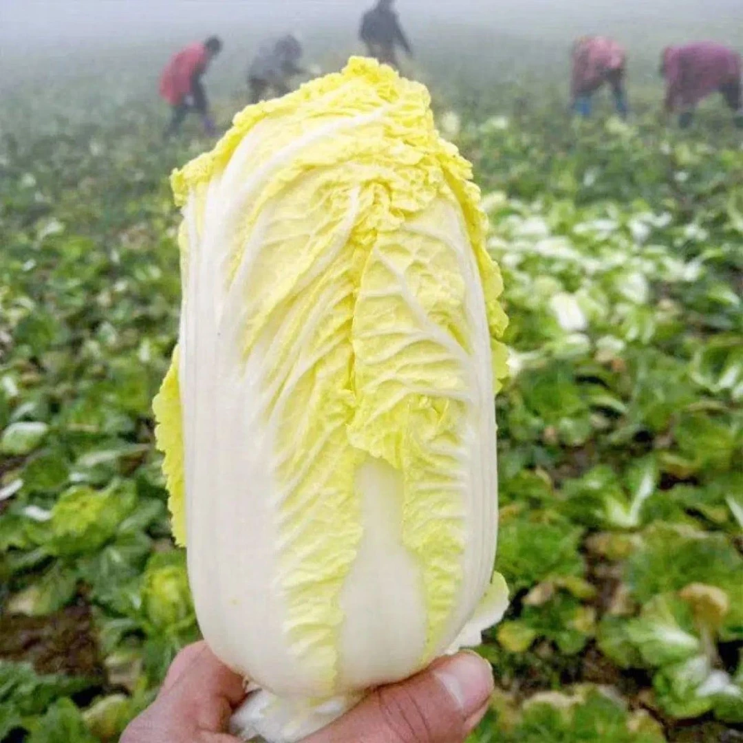 【现砍现发】露天种植新鲜当季时令蔬菜黄心娃娃菜涮火锅