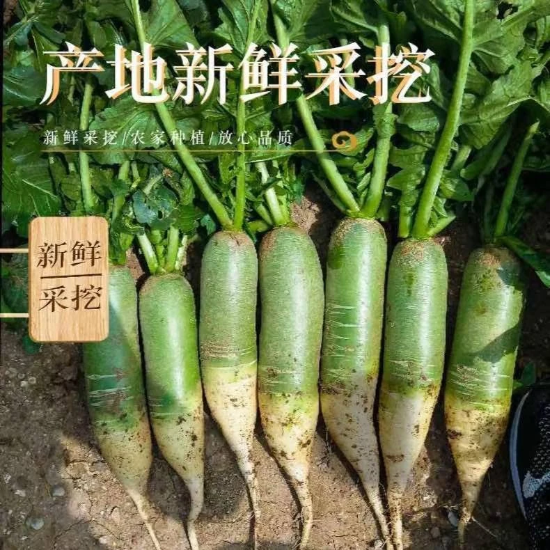 陕西咸阳新鲜现拨青萝卜微辣带甜 自己种的 新鲜农家味道