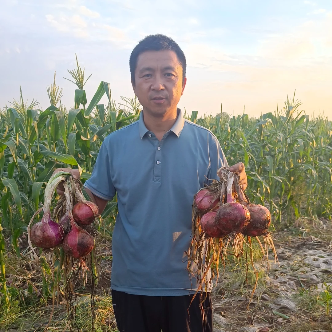 陕西兴平紫皮洋葱现拔现发新鲜洋葱 生吃 露天水果洋葱3斤5斤