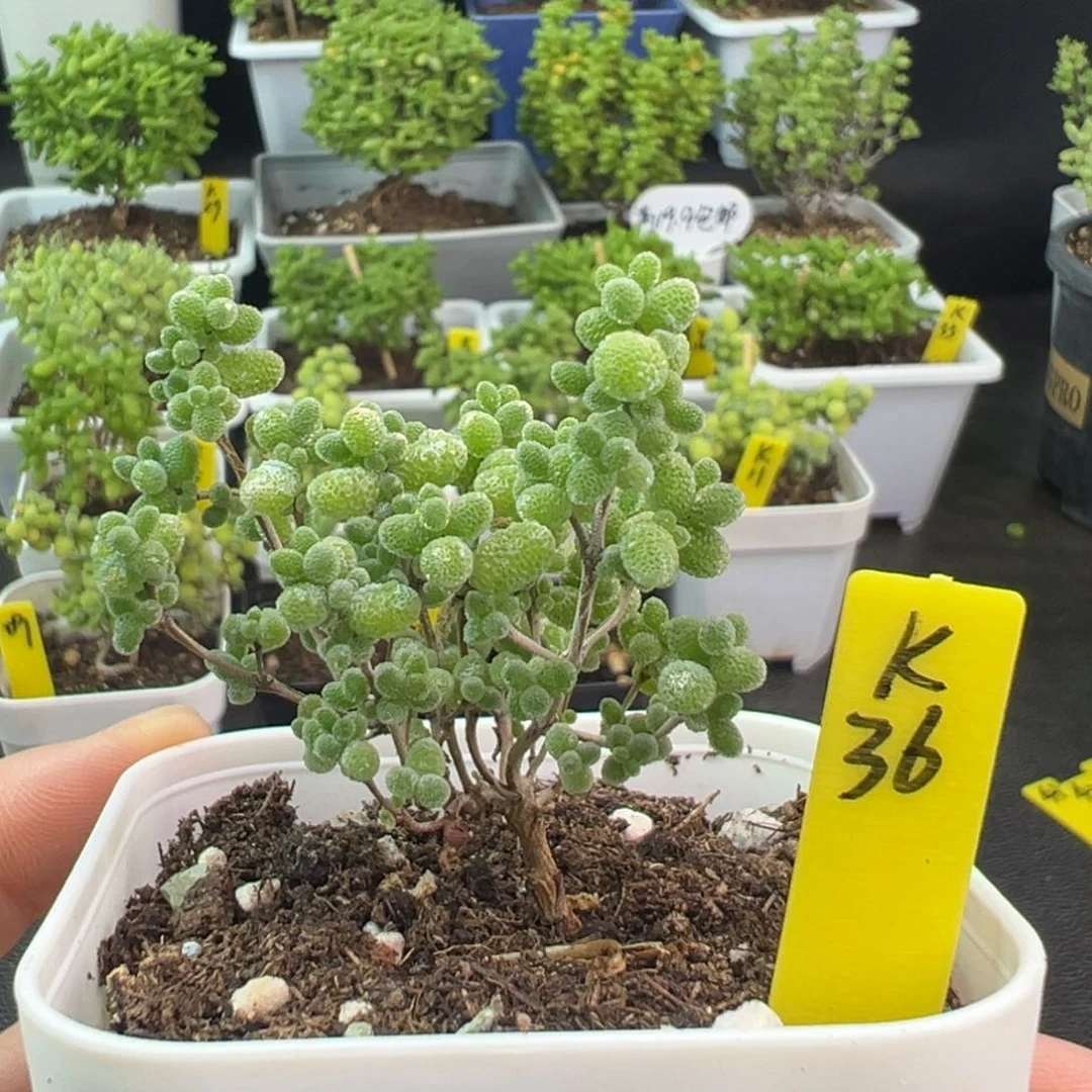 蜜橘带盆带土发货