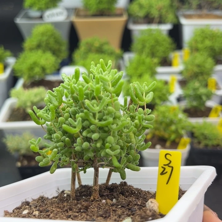 蜜橘带盆带土发货