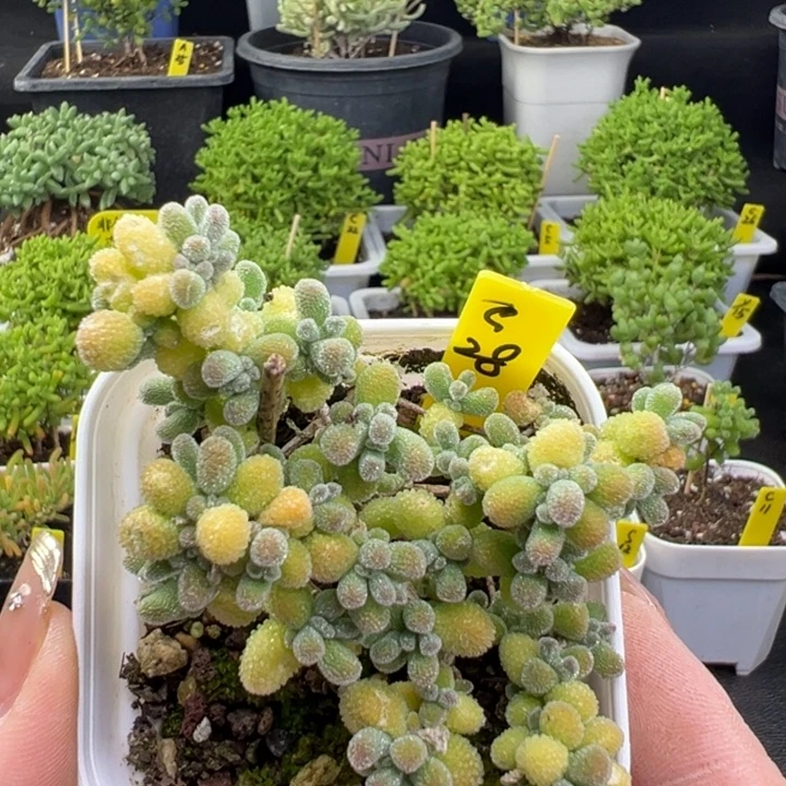 五彩冰晶带盆带土发货