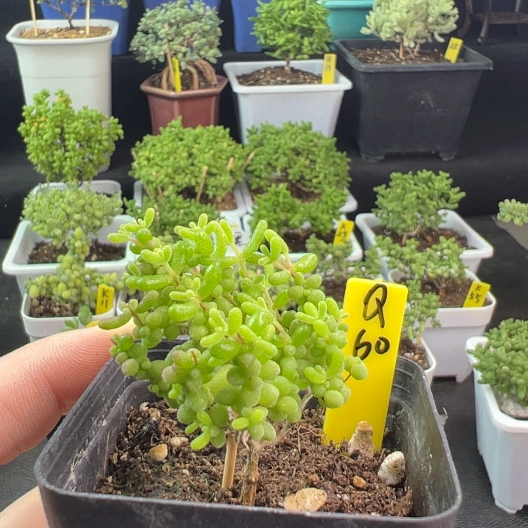 福利小小米带盆带土发货