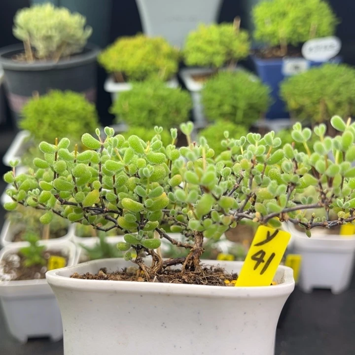 翡翠带盆带土发货