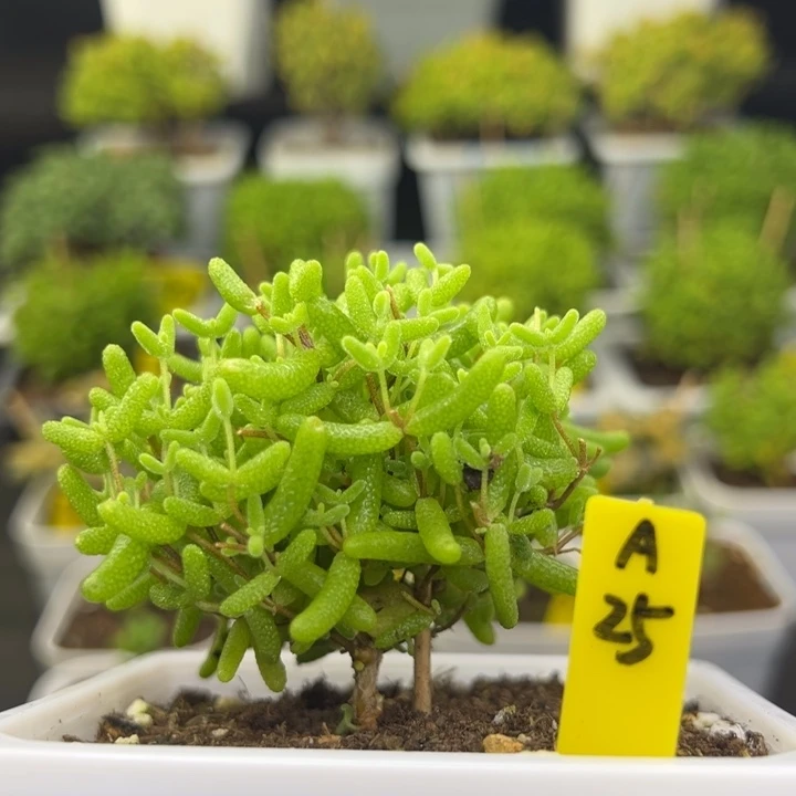 蜜橘带盆带土发货